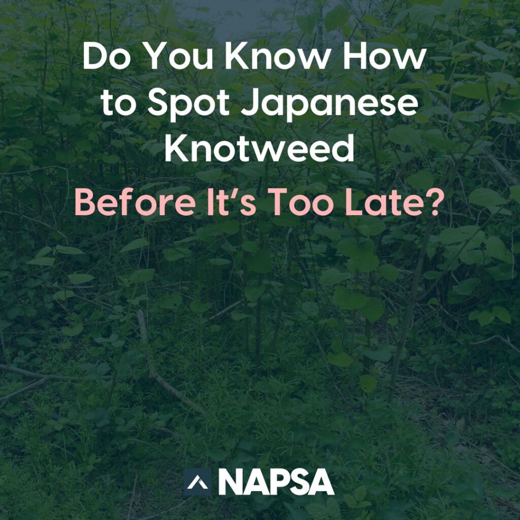 How to spot Japanese Knotweed